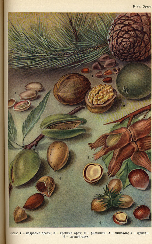 Орехи.